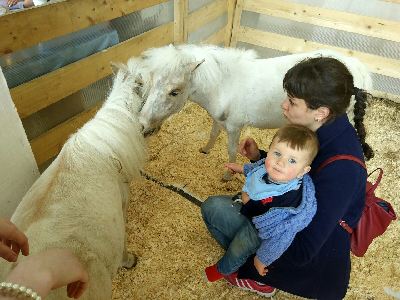 Мини-кони в Санкт-Петербурге: необычный фестиваль пройдет в Лофт Проекте ЭТАЖИ