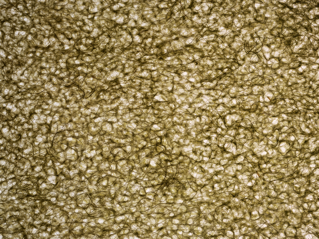 Почти две тысячи машин Центра хозяйственного и сервисного обеспечения МВД РФ по ХМАО под защитой «АльфаСтрахование»