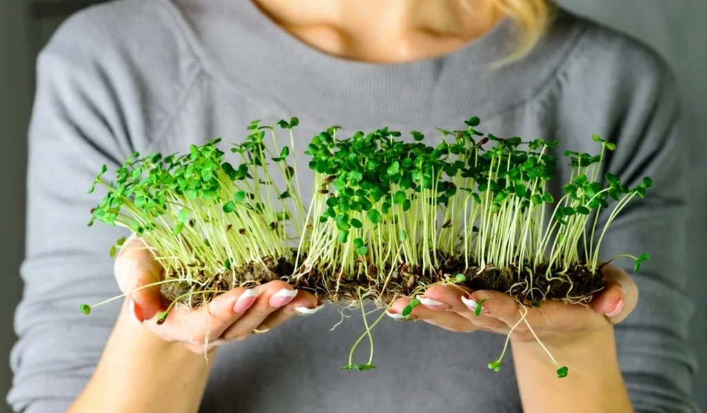 Микрозелень для макробизнеса: успех фабрики здоровья Sunfood