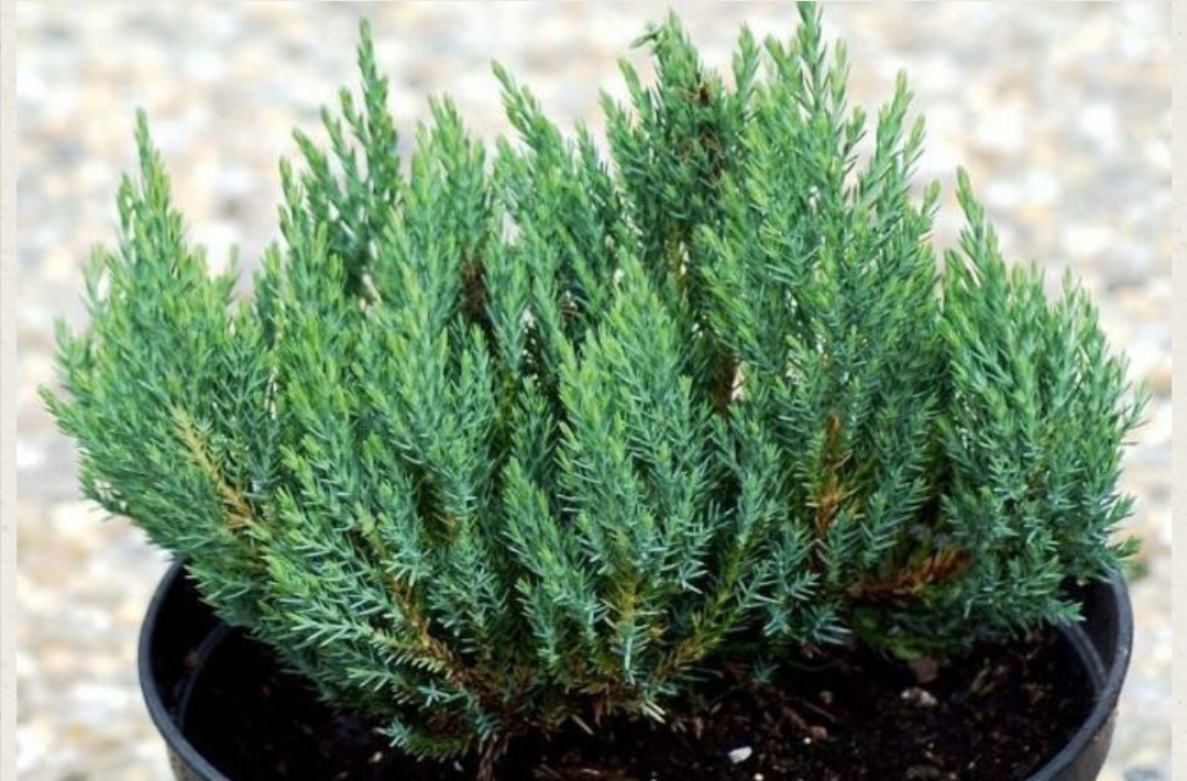 МОЖЖЕВЕЛЬНИК ГОРИЗОНТАЛЬНЫЙ БЛЮ ФОРЕСТ: СЕКРЕТЫ УХОДА